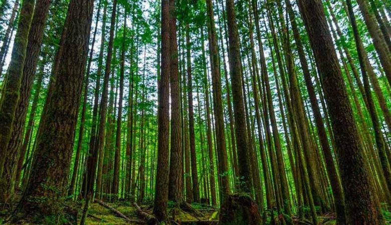 معرفی ۵ تا از زیباترین جنگل های ایران مقصد گردشگران